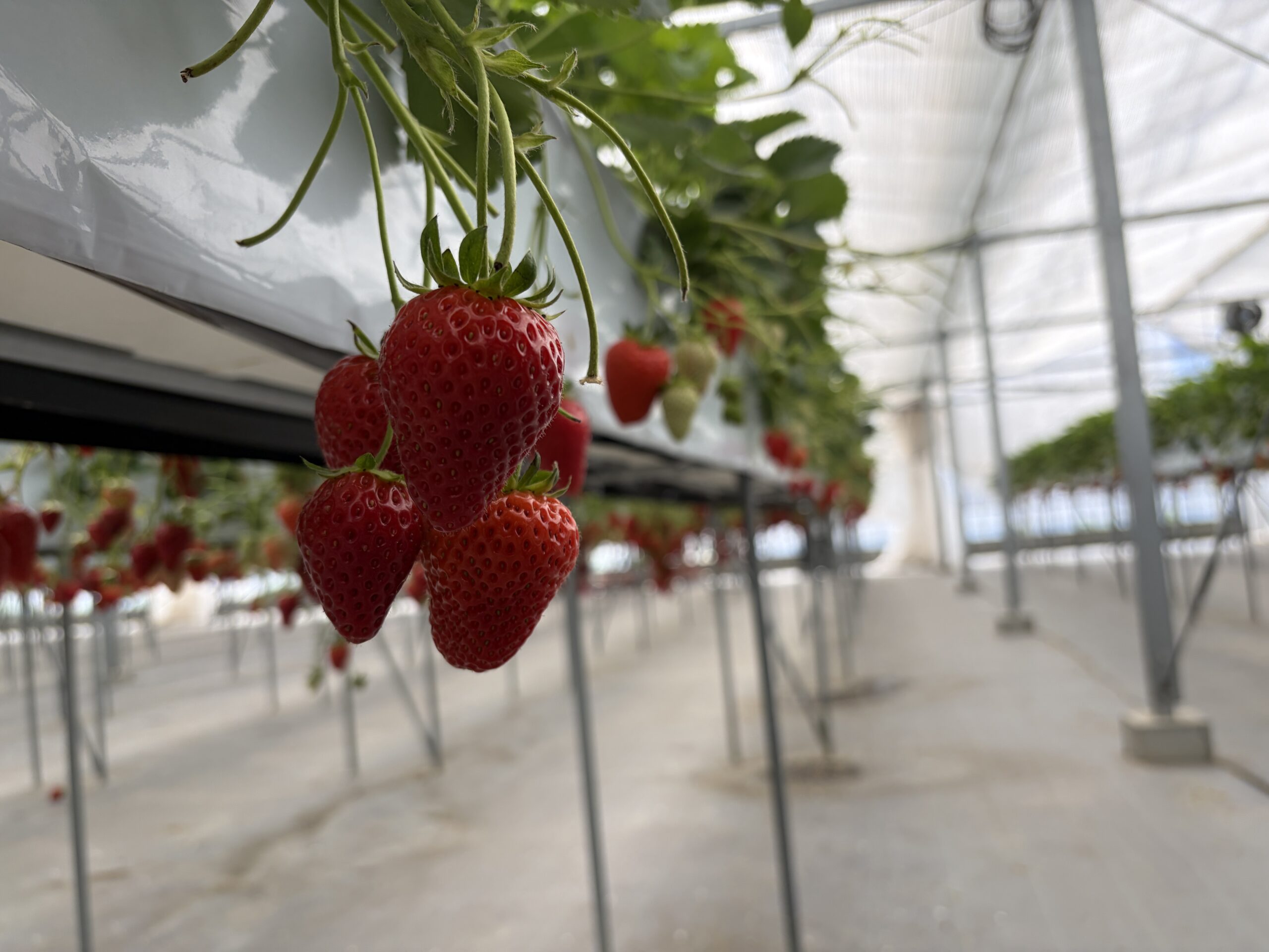 地元の魅力再発見！「THE 610BASE」でいちご狩りを楽しんできました！