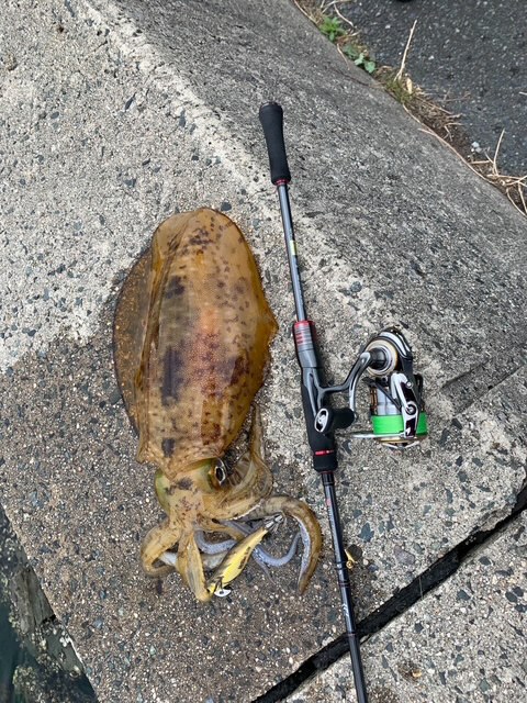 もうすぐ春イカのシーズンです。