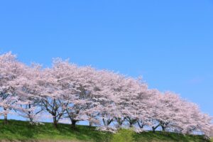 川沿いの桜 春のイメージ写真