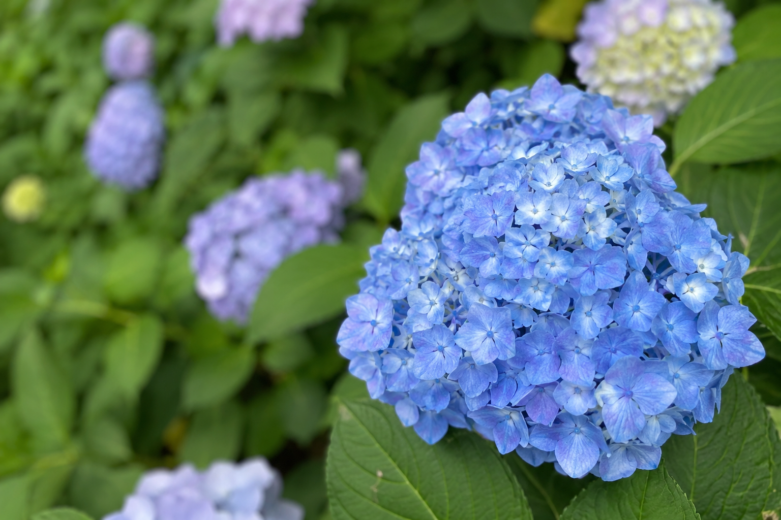 紫陽花が見ごろの季節です
