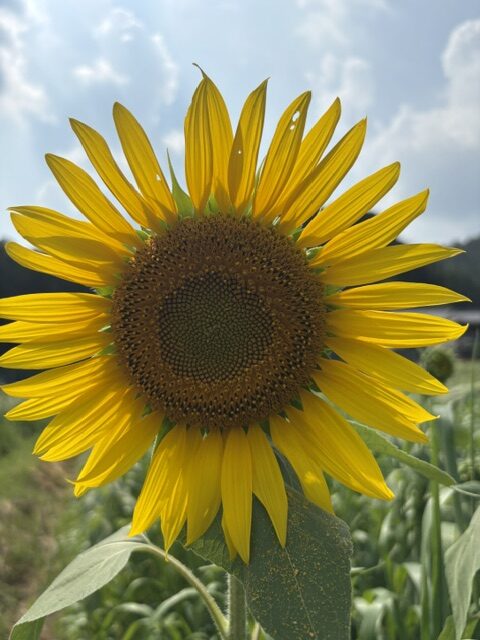 夏を感じて・・・